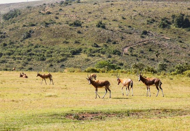 Game Viewing