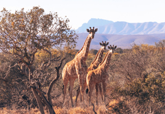 AfriCamps Klein Karoo