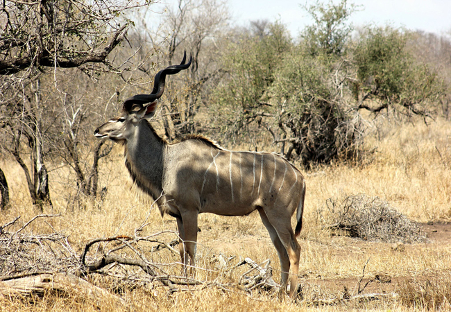 AfriCamps at Hoedspruit in Hoedspruit, Limpopo