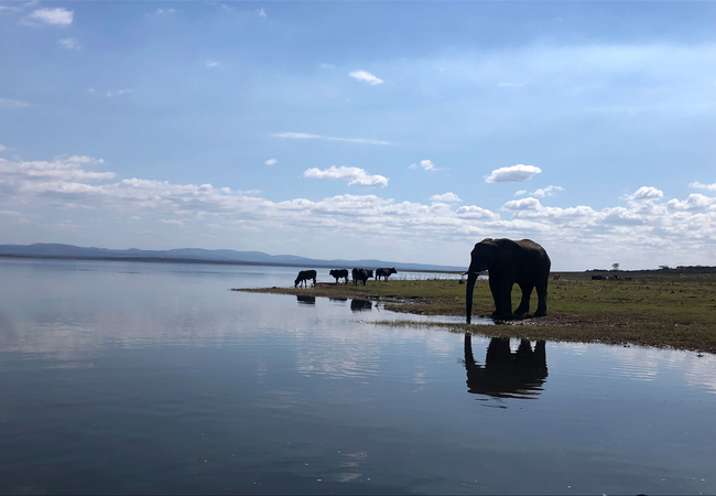 AfriCamps at White Elephant Safaris in Pongola, KwaZulu Natal