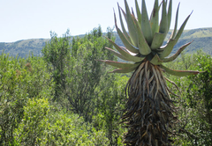 Aloe and Elephant Lodge