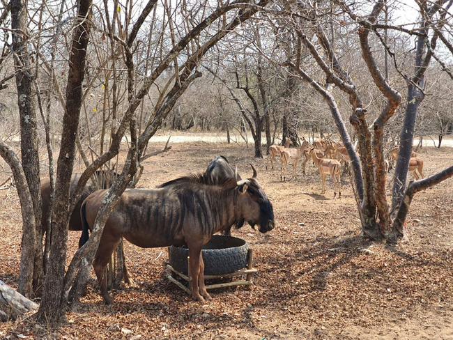  	Aloedale-Kruger  