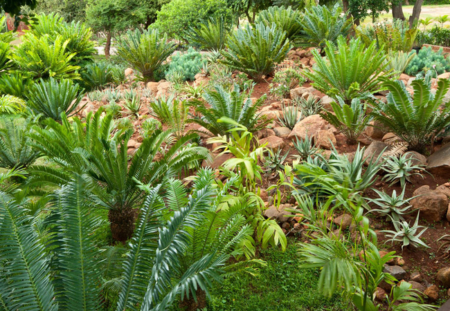 Cycad 