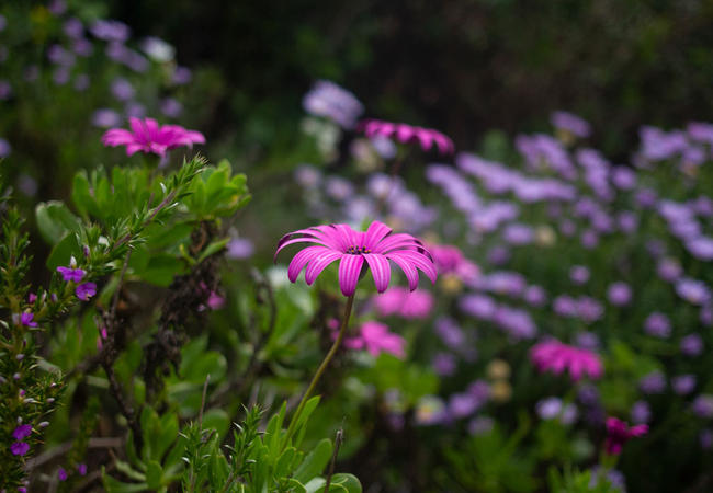 Flora 