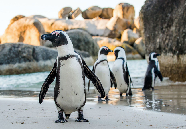 Penguins at Boulders