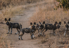 Baobab Ridge Lodge