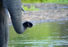 Bateleur Safari Camp