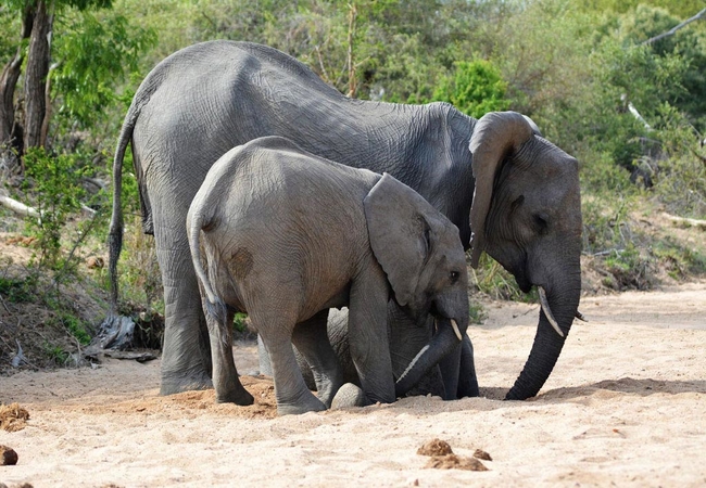 Bateleur Safari Camp