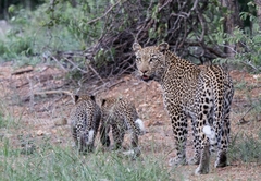 Bateleur Safari Camp