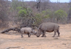 Bateleur Safari Camp