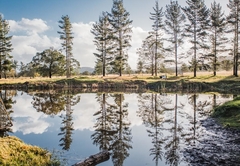 Porcupine Forest Lodge