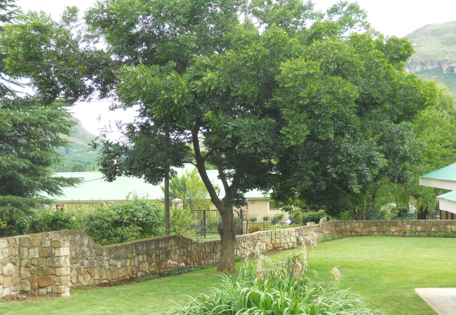 The Garden