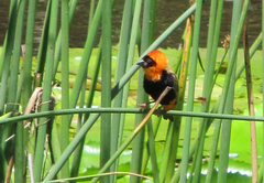 Bitou River Lodge