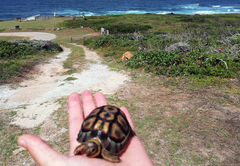 Baby tortoise