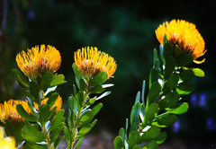 Black Eagle @ Fynbos Estate