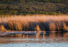 Black Oystercatcher Cottages