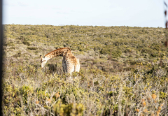 Blombosch Lodge