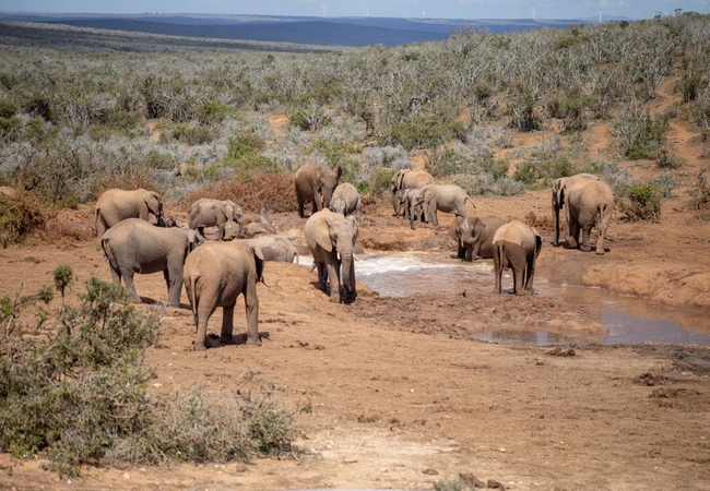 Addo Elephant Game drive