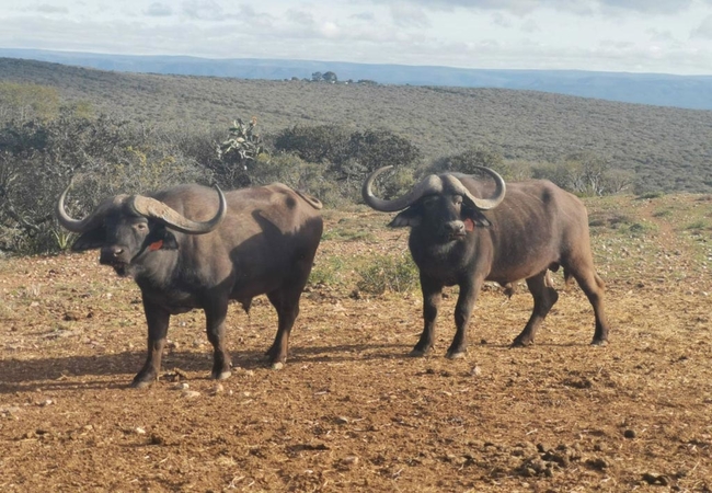 Addo Elephant Park