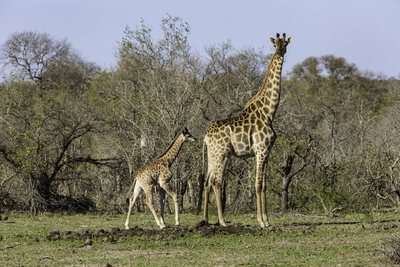 Bona Ntaba Tree House Lodge