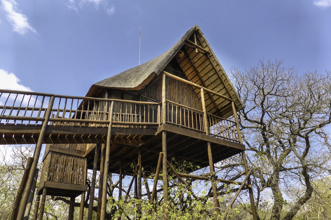 Giraffe Family Tree House 