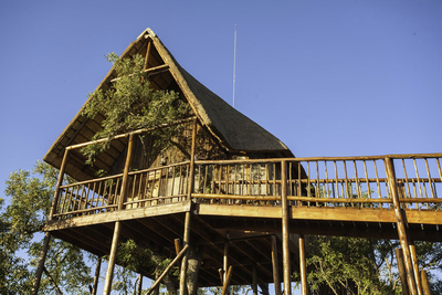 Giraffe Family Tree House 