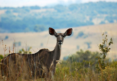 B'sorah Luxury Tented Camp