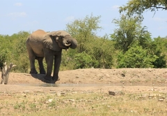 Buffalo Tented Lodge