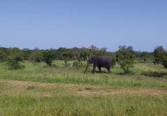 Buffalo Tented Lodge