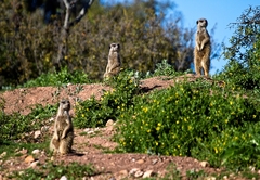 Buffelsdrift Game Lodge