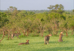 Buffelshoek Tented Camp