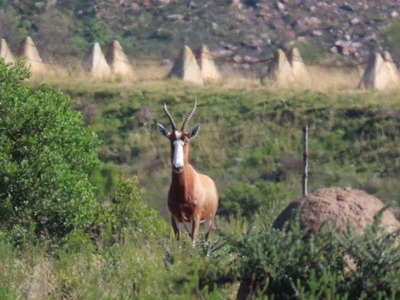 BushBuck Farm Eco-Retreat