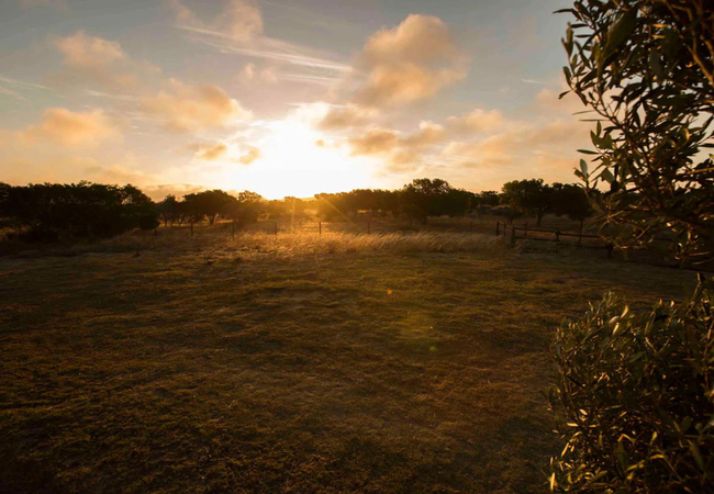 The Smallholding