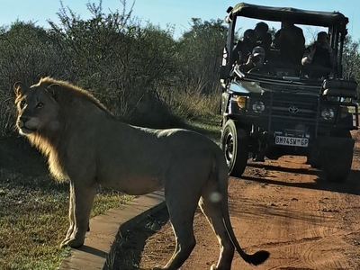 Bushveld Magic