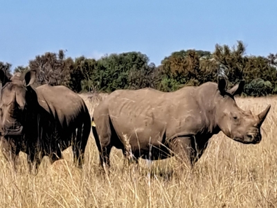 Bushveld Magic