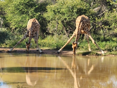 Bushveld Magic