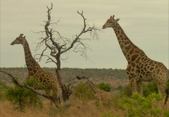 Butjani Lodge  