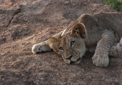 Chisomo Safari Lodge