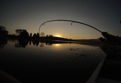 Crane at Beacon Vlei