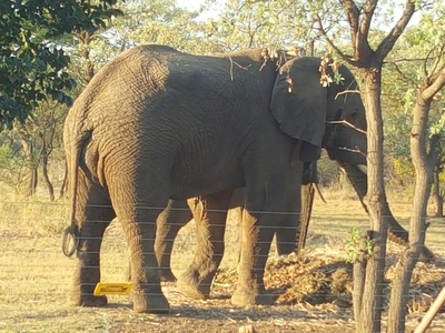 Crimson Bush Lodge