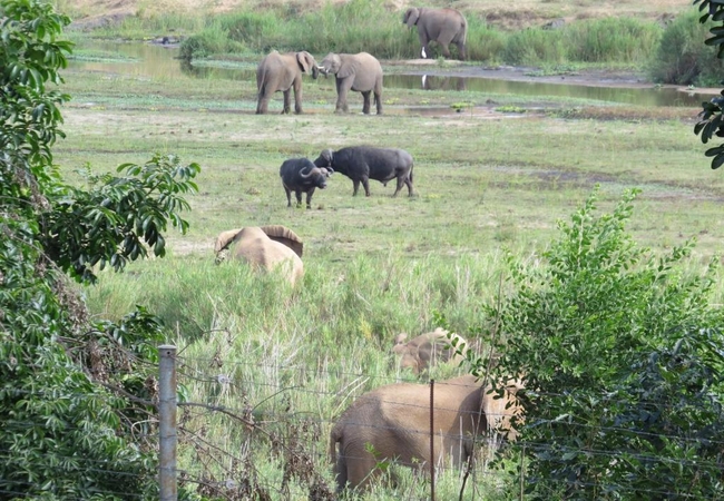 Wildlife at Croc Bridge Safari Lodge