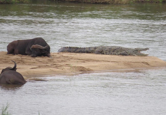 Wildlife at Croc Bridge Safari Lodge