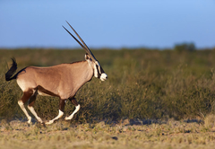 Cullinan Guest Farm