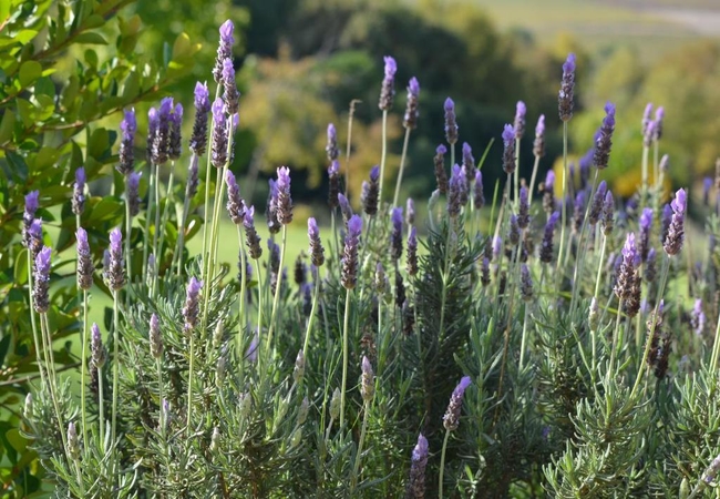 Cultivar Guest Lodge