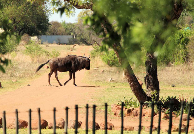 De Kleine Serengeti