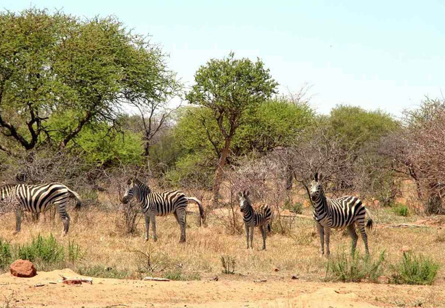 De Kleine Serengeti