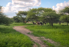 Ditholo Game Lodge