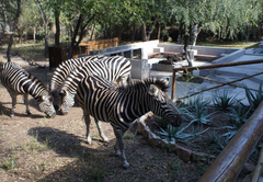 Dream of Africa Bush Lodge