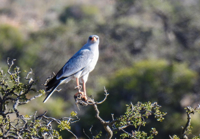 Rietfontein Guest Farm