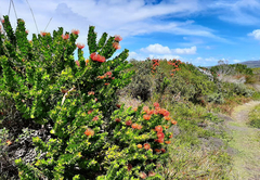 Fynbos hike